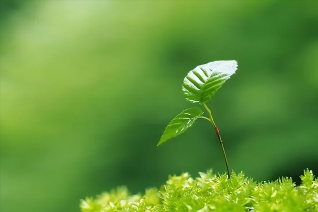 妻子多次出轨男上司,丈夫撞破反遭挑衅,一气之下喝下农药百草枯