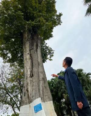 走光偷-三百年古树被盗后，持续九年的接力救护
