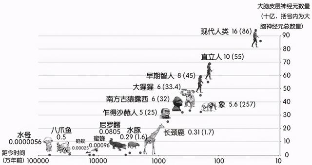雄性交配、排尿器官合在一起,雌性却分开,为何有如此差异?