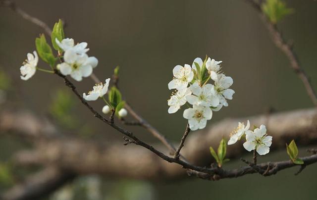 淮南生活随笔｜春色满小院