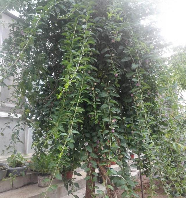 淮南生活随笔｜春色满小院