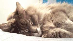 梦见两只小猫-猫咪会做梦吗？他们都梦到什么了？