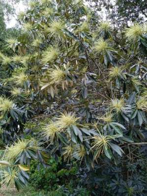 针怎么读-「状态」广州山上几种常见的植物，你能叫出它们的名字吗-3